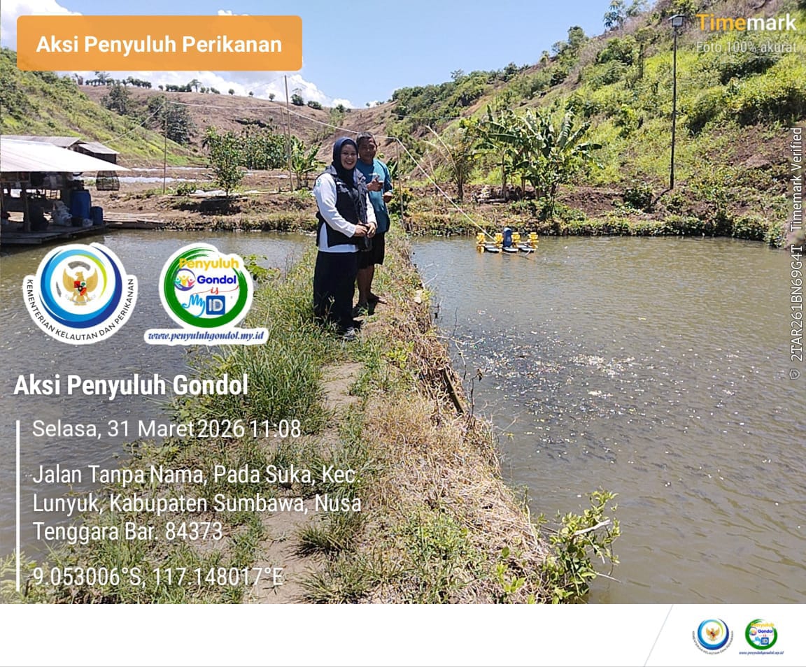 Pokdakan Brang Lamar Desa Emang Lestari Panen Nila Monosex